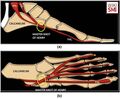 (a) The course of the FDL and FHL tendons. They cross over at the plantar portion of the navicular bone at the knot of Henry. (b) FHL attaches onto the base of the first distal phalanx, while FDL divides into four tendons. Each tendinous FDL slip inserts onto the plantar aspect of the 2nd-5th distal phalanges[1]