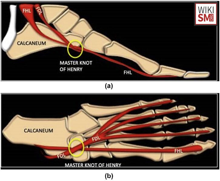 File:Knot of henry anatomy.jpeg