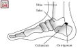 Medial view of posterior ankle with the presence of os trigonum[1]