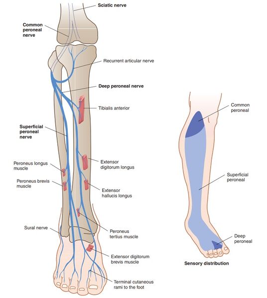 File:Common peroneal nerve anatomy.jpg