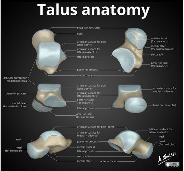 File:Talus anatomy.jpg