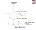 Anatomy of the peroneal nerve[3]