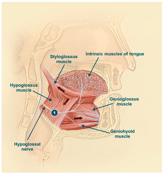 File:Genioglossus geniohyoid hypoglossus styloglossus.jpg