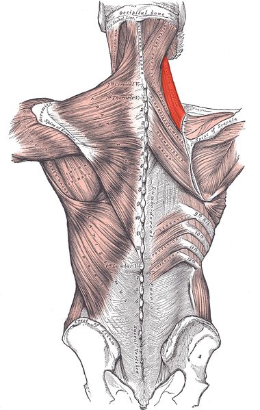 File:Levator Scapulae.jpg