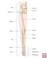 Joints of the lower extremity