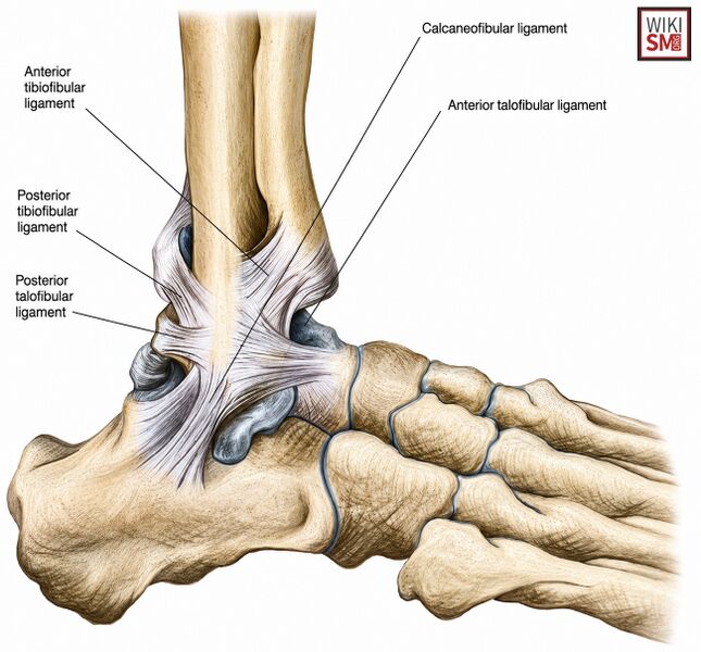 File:Lateral Ankle Ligament Complex.jpeg