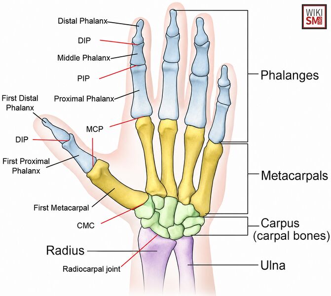 File:Hand wrist anatomy.jpeg