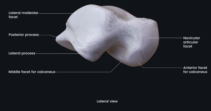 File:Talus bone.jpg