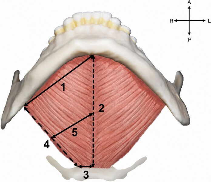 File:Anatomy Mylohyoid Muscle.jpeg