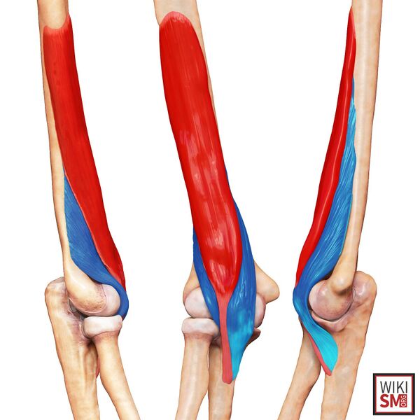 File:Brachialis muscle anatomy.jpg