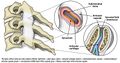 Typical Z (zygapophyseal/ facet) joint. Each facet joint has articular cartilage, the synovium where synovial fluid is produced, and a meniscus.[2]