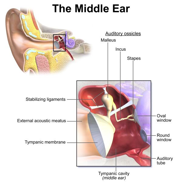 File:Middle ear.jpg