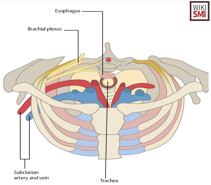 File:Thoracic inlet anatomy.jpeg
