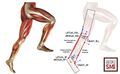 Lower leg muscle modeling[1]