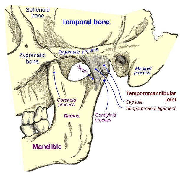 File:Temporomandibular Joint.jpg
