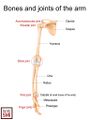 Bones and joints of the upper extremity
